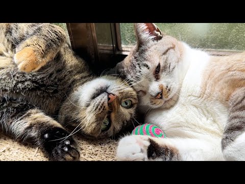 お昼寝をしている妹猫に遊んであげた感のお姉ちゃん猫が可愛すぎました(YouTube)