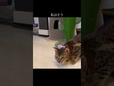 ササミ欲張りアイドル💓🐈 #shorts(YouTube)