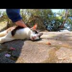 小川の向こうにいた野良猫が橋を渡ってモフられに来た(YouTube)