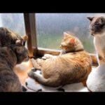 快適な場所を求める猫の周りは気が付けば猫の密集地帯になっていました！(YouTube)