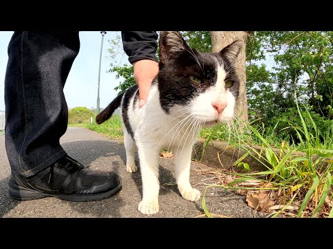 牛のようなおじいちゃん猫が土手を登って甘えにきた(YouTube)