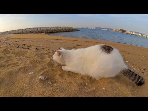 散歩中に突然何かを発見して暴れだす野良猫(YouTube)