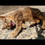 激しい噛み噛みでじゃれついてくるキジトラ猫(YouTube)