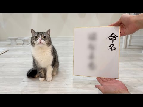 【祝】兄になった猫に弟の名前を命名してもらったらこうなりました！(YouTube)