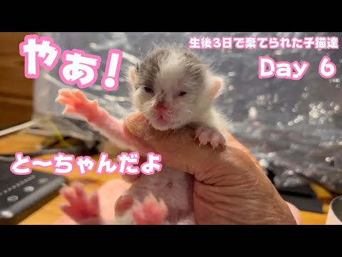 生後3日で棄てられた子猫達 保護6日目 やぁ と～ちゃん Baby kittens abandoned at 3 days old Day 6(YouTube)