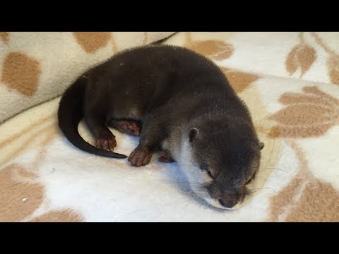 うちのカワウソが初めて家に来てからの成長記録！① A record of our otter’s growth since it first came to our house! (1)(YouTube)