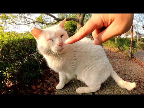 人を見かけると、ベンチへ誘導してナデナデを求めてくる白猫(YouTube)