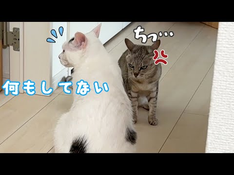 今にもケンカが始まりそうな雰囲気です…(YouTube)