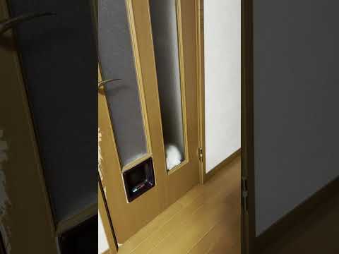 たしかこの辺りに入口があったはずやねんけど(YouTube)