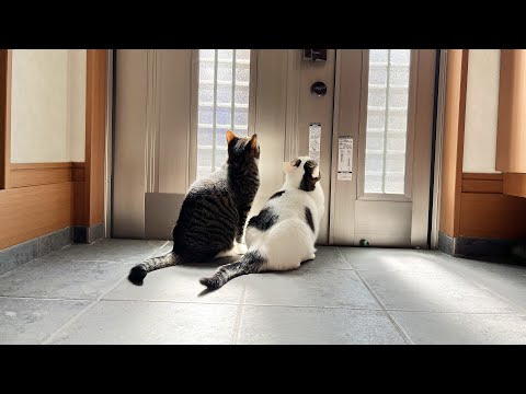 お父さんがダメならお母さんにお願いする猫(YouTube)