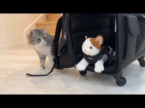 病院を拒否する猫の代わりにぬいぐるみを連れて行こうとしたらこうなりましたw(YouTube)