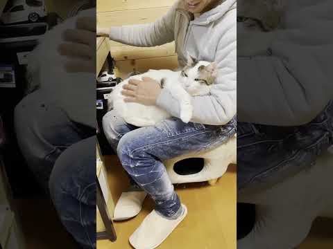 早く降ろせ！(YouTube)