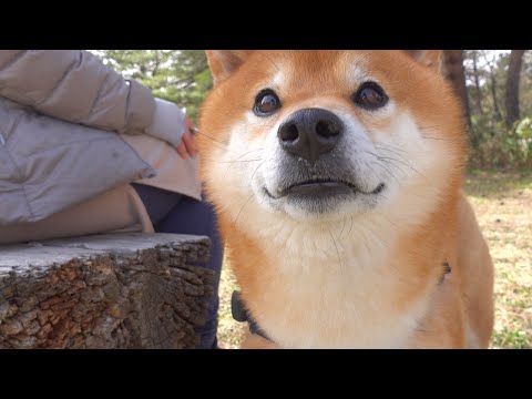 柴犬を救うべく連れ出してみた。(YouTube)