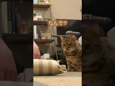 注意してもオモチャを壊し続けるネコ　#shorts #ベンガル(YouTube)