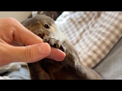 捕獲しようとすると弱点を隠して抵抗してくるカワウソ otter resists our attempts to capture it by hiding its weak spot.(YouTube)