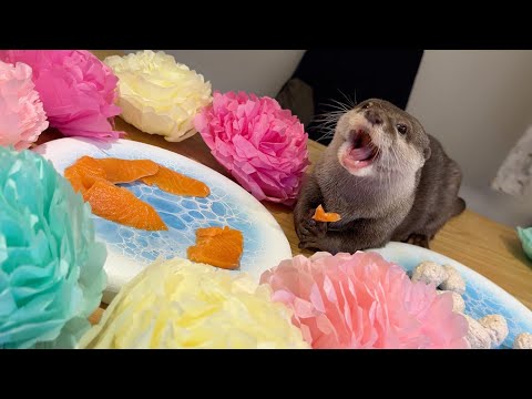 ６歳の誕生日に好物のサーモンづくしで祝われるカワウソ！ otter celebrates his 6th birthday with his favorite food, salmon!(YouTube)