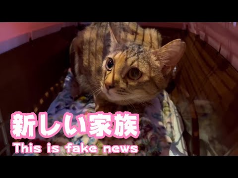 新しい家族を迎えました This is fake news(YouTube)