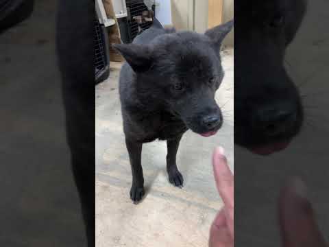 甲斐犬一味ちゃん　あなたのお家どこですか？(YouTube)