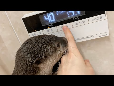 飼い主をボタンで呼んで叫びながら待ってるカワウソ Otter waiting for its owner, calling out for him with a button.(YouTube)