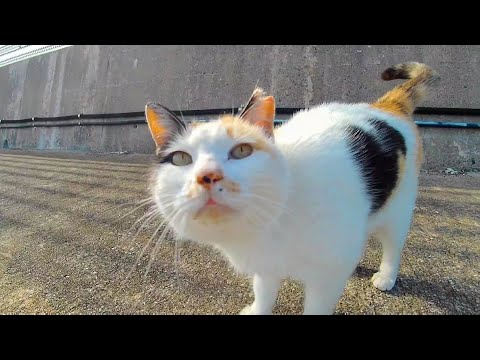 顔を見ると擦り寄ってくるハートマークの三毛猫ちゃんと漁港を散歩する(YouTube)