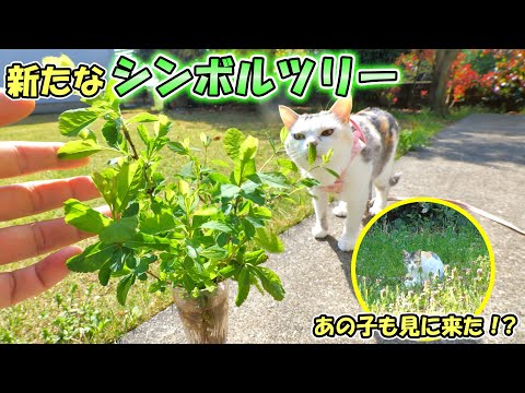 とあるお寺でご住職から素敵なプレゼントを頂いたので裏庭に‥(YouTube)