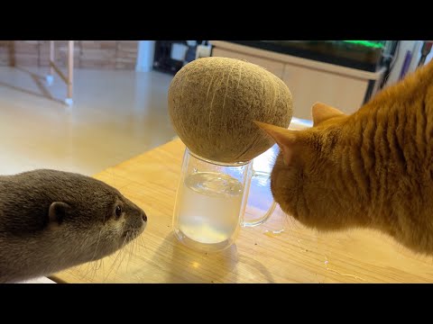ココナッツをカワウソと猫と穴あけたり割ったり飲んだりして楽しんだ！ We enjoyed cracking, and drinking coconuts with otter and cat!(YouTube)