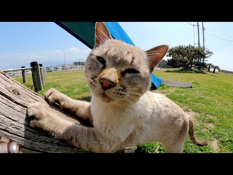 島で暮らす猫達が公園のアスレチックに集まって仲良く遊ぶ(YouTube)