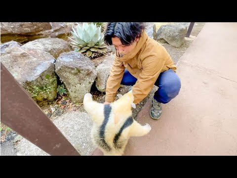 半年ぶりに再開したアリクイと飼育員(YouTube)