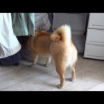 柴犬ハチは真剣に何かを探してるようです。(YouTube)