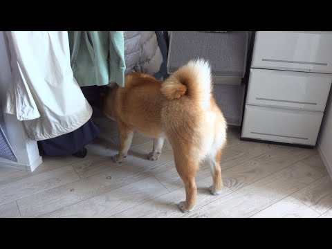 柴犬ハチは真剣に何かを探してるようです。(YouTube)