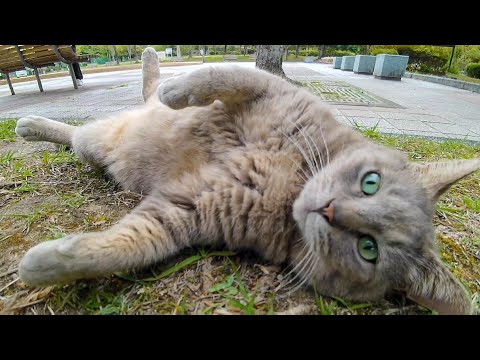 公園のベンチに座っていると猫が芝生へ行こうと誘ってきた(YouTube)
