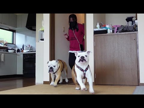 2ヶ月ぶりに我が家に帰ってきた愛犬の様子がこちら！！(YouTube)
