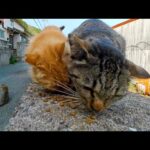 猫島の猫ちゃん達、防波堤でご飯です(YouTube)