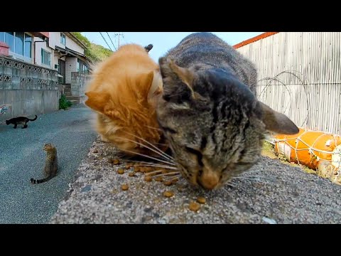 猫島の猫ちゃん達、防波堤でご飯です(YouTube)