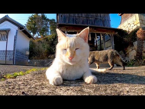 海の近くの神社でよく喋る猫に出会った(YouTube)
