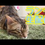 【ランチ生配信4/19】ぐずつく天気でどんよりな日は猫でも見て過ごしませんか？生配信(YouTube)