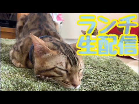 【ランチ生配信4/19】ぐずつく天気でどんよりな日は猫でも見て過ごしませんか？生配信(YouTube)