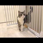 隣の部屋から弟の鳴き声が聞こえてきたら兄猫がこうなっちゃいました…(YouTube)