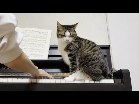 ピアノから退かそうとする娘をギャフンと言わせる猫(YouTube)