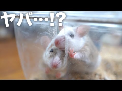 繁殖しているネズミが逃げ出すところでした(YouTube)
