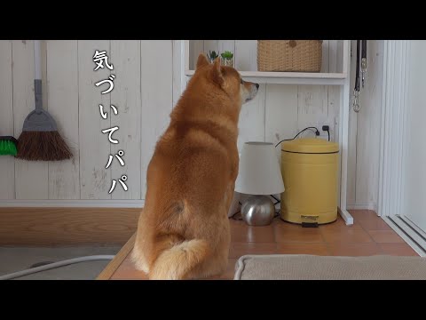 飼い主に自分の気持ちをどうしても伝えたい！柴犬がとった行動とは。(YouTube)