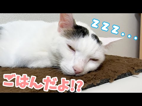 ご飯の時間なのに寝てるチロさん！？！？(YouTube)