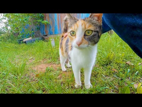 小屋の裏にいた三毛猫を撫でると別の三毛猫もやってきてプロレスになった(YouTube)