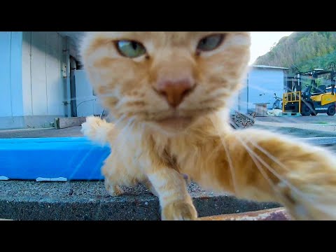 漁港の野良猫、「おっ!これ新しいカメラにゃん?」チョイチョイ(YouTube)