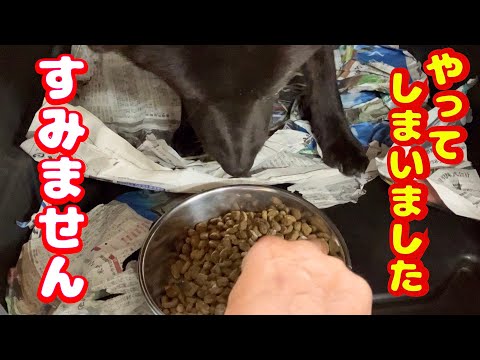 甲斐犬 一輝 フードアグレッシブ改善トレーニング二日目(YouTube)