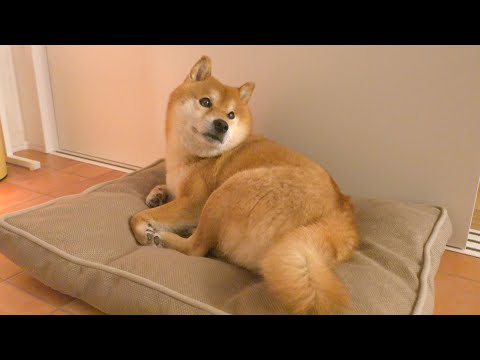パパ不在のなか妹を懸命に守ろうとする柴犬。(YouTube)