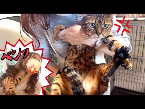 猫夫婦の通院で嫁猫に顔面ビンタお見舞いされました(YouTube)
