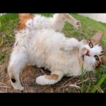 丘の上でくつろいでいた仲良し猫トリオをモフる(YouTube)