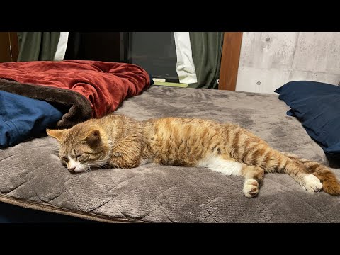 ぽん太の様子(YouTube)