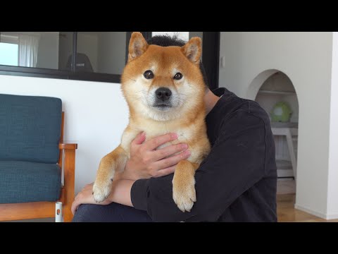 柴犬に誕生日会を告げるとは足早にどこかへ…向かった先とは。(YouTube)
